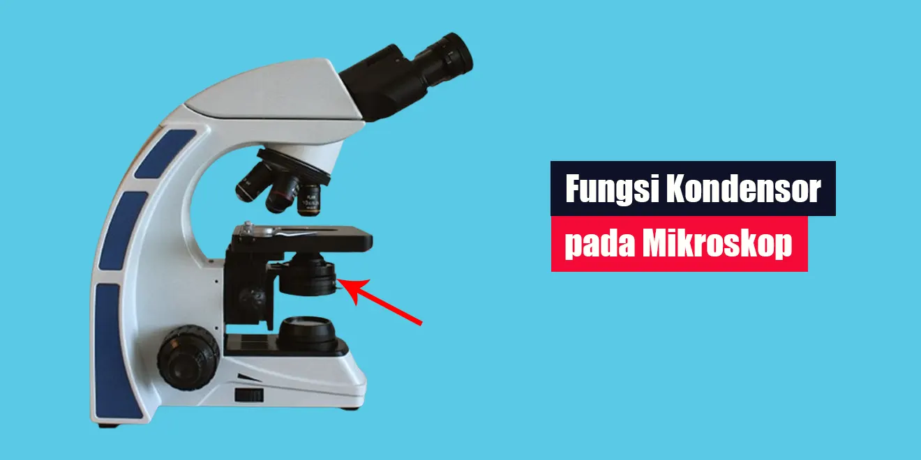 Fungsi Kondensor pada Mikroskop