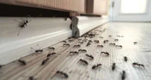 5 Cara Efektif Mengusir Semut dari Rumah agar Tidak Kembali Lagi, Solusi Tepat untuk Mengatasi Masalah Semut