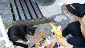 Baru Para Pecinta Kucing saat Hangout Bareng Temang Sefrekuensi, Mencari Kenyamanan dan Kebahagiaan