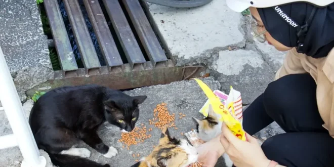 Baru Para Pecinta Kucing saat Hangout Bareng Temang Sefrekuensi, Mencari Kenyamanan dan Kebahagiaan