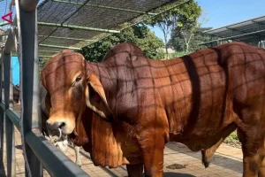 BBIB Singosari Bidik Produksi 500 Ribu Dosis Semen Beku Sapi Red Brahman