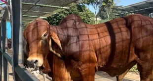 BBIB Singosari Bidik Produksi 500 Ribu Dosis Semen Beku Sapi Red Brahman