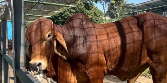 BBIB Singosari Bidik Produksi 500 Ribu Dosis Semen Beku Sapi Red Brahman