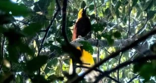 Burung Dilindungi di Papua Dijual via Facebook, Satu Orang Ditangkap dan Tujuh Burung Sah Selamat