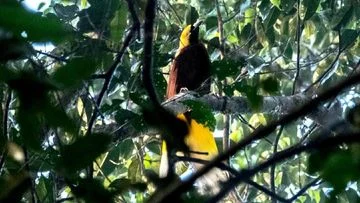 Burung Dilindungi di Papua Dijual via Facebook, Satu Orang Ditangkap dan Tujuh Burung Sah Selamat
