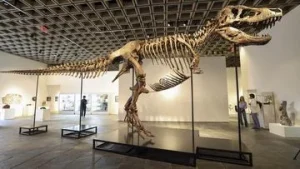 Fosil T-Rex Gus Terjual Rekor Rp900 M di Lelang: Sejarah yang Luar Biasa