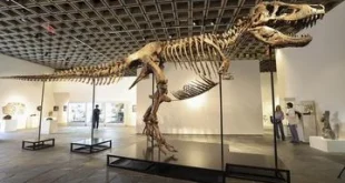 Fosil T-Rex Gus Terjual Rekor Rp900 M di Lelang: Sejarah yang Luar Biasa