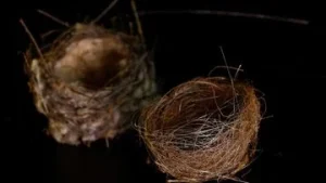 FOTO Sarang Burung: Dampak Perang di Ukraina Terlihat dari Anyaman Kabel Serat Optik