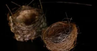 FOTO Sarang Burung: Dampak Perang di Ukraina Terlihat dari Anyaman Kabel Serat Optik