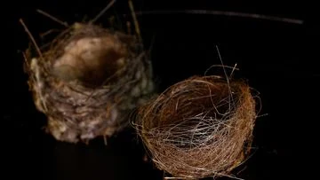FOTO Sarang Burung: Dampak Perang di Ukraina Terlihat dari Anyaman Kabel Serat Optik