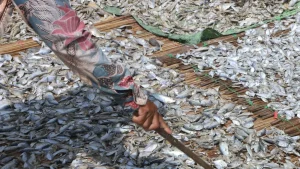 Hasil Tangkapan Nelayan Bisa Menurun Hingga 50 Persen dengan Penggunaan Energi Bersih