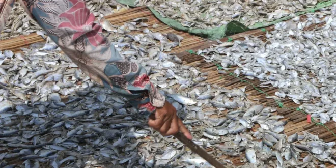 Hasil Tangkapan Nelayan Bisa Menurun Hingga 50 Persen dengan Penggunaan Energi Bersih