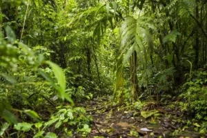 Hutan Indonesia Mengandung Potensi Ekonomi yang Berharga