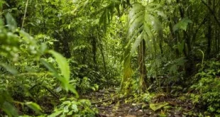 Hutan Indonesia Mengandung Potensi Ekonomi yang Berharga