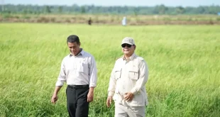 Indonesia Capai Swasembada Pangan di 8 Komoditas Strategis