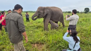 Indonesia Cetak Rekor Perlindungan Gajah dengan Komitmen Menhut yang Tegas