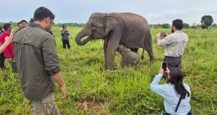 Indonesia Cetak Rekor Perlindungan Gajah dengan Komitmen Menhut yang Tegas