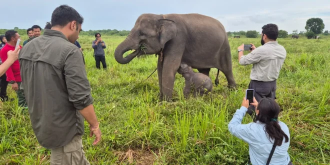 Indonesia Cetak Rekor Perlindungan Gajah dengan Komitmen Menhut yang Tegas