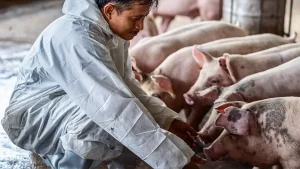 Indonesia Datangkan 546 Bibit Babi dari Denmark Kejar Pemulihan Populasi Pascawabah ASF: Upaya Menghidupkan Kembali Industri Peternakan