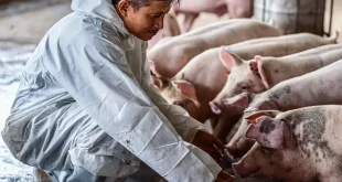 Indonesia Datangkan 546 Bibit Babi dari Denmark Kejar Pemulihan Populasi Pascawabah ASF: Upaya Menghidupkan Kembali Industri Peternakan