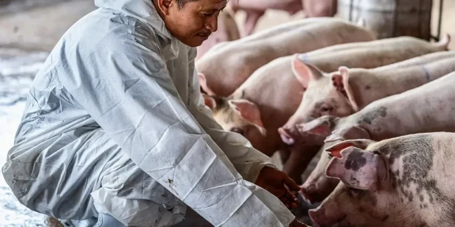 Indonesia Datangkan 546 Bibit Babi dari Denmark Kejar Pemulihan Populasi Pascawabah ASF: Upaya Menghidupkan Kembali Industri Peternakan