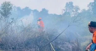 Karhutla di Kalimantan: Puluhan Hektare Lahan Hangus, Satu Warga Pingsan