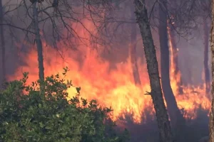Kebakaran Hutan di Aljazair: Maut Gelombang Panas