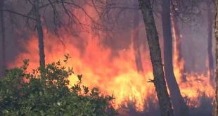 Kebakaran Hutan di Aljazair: Maut Gelombang Panas