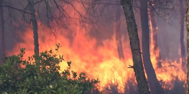 Kebakaran Hutan di Aljazair: Maut Gelombang Panas