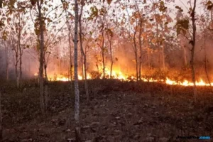 Kebakaran Hutan yang Mengerikan di Prancis, Membuat 220 Ribu Orang Mengungsi