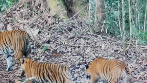 Kemenhut Laporkan Dua Anak Harimau Sumatera yang Terancam Punah Terekam di Kerinci dalam Kondisi Sehat