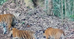 Kemenhut Laporkan Dua Anak Harimau Sumatera yang Terancam Punah Terekam di Kerinci dalam Kondisi Sehat