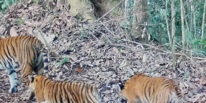 Kemenhut Laporkan Dua Anak Harimau Sumatera yang Terancam Punah Terekam di Kerinci dalam Kondisi Sehat