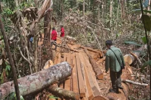 Kemenhut Perkuat Pengamanan Kawasan Hutan Eks PBPH di 4 Provinsi untuk Perlindungan Lingkungan
