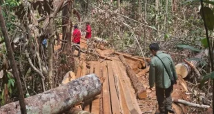 Kemenhut Perkuat Pengamanan Kawasan Hutan Eks PBPH di 4 Provinsi untuk Perlindungan Lingkungan