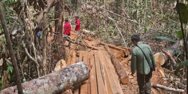 Kemenhut Perkuat Pengamanan Kawasan Hutan Eks PBPH di 4 Provinsi untuk Perlindungan Lingkungan