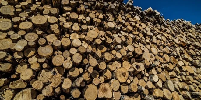 Kemenhut Ungkap Modus Pengangkutan Kayu Ilegal di Sumatera Utara