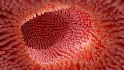 Melihat Keindahan Vili: Organ Penyerap Nutrisi yang Vital bagi Kehidupan Manusia