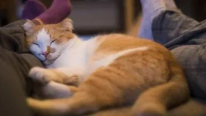 Mengapa Kucing Suka Tidur di Kaki? Ternyata Alasannya Semanis Ini