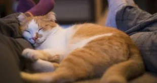 Mengapa Kucing Suka Tidur di Kaki? Ternyata Alasannya Semanis Ini