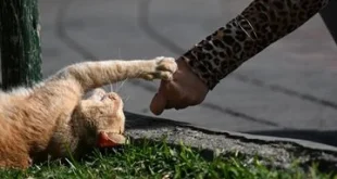 Mengenal Bahasa Kucing: Apa Arti Suara Kucing dari Meong hingga Desisan?