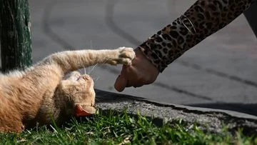 Mengenal Bahasa Kucing: Apa Arti Suara Kucing dari Meong hingga Desisan?