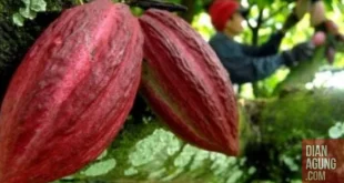 Menguatkan Daya Saing Global dengan Nilai Tambah Kakao