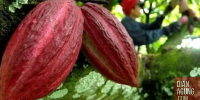 Menguatkan Daya Saing Global dengan Nilai Tambah Kakao