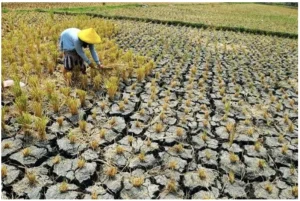 Pemerintah Amankan Pasokan Air untuk Mengatasi Ancaman Kekeringan dan Menjaga Produksi Padi Nasional