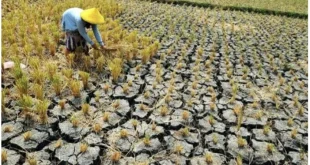 Pemerintah Amankan Pasokan Air untuk Mengatasi Ancaman Kekeringan dan Menjaga Produksi Padi Nasional
