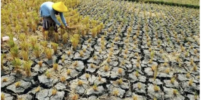 Pemerintah Amankan Pasokan Air untuk Mengatasi Ancaman Kekeringan dan Menjaga Produksi Padi Nasional