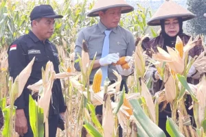 Pemerintah Dorong Ponorogo Perkuat Swasembada Jagung