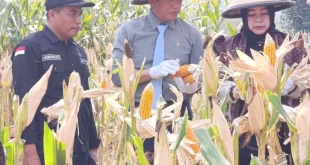 Pemerintah Dorong Ponorogo Perkuat Swasembada Jagung
