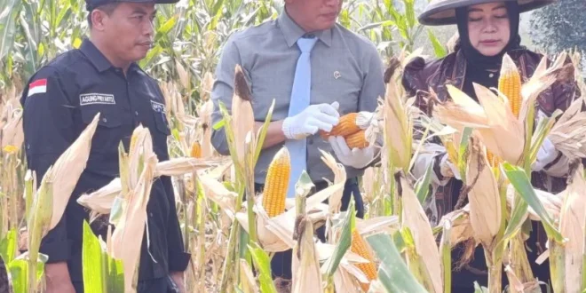Pemerintah Dorong Ponorogo Perkuat Swasembada Jagung